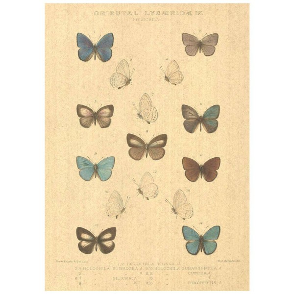 Flax Art Poster | Encyclopedia Butterfly B | FWP-AP-EN2B